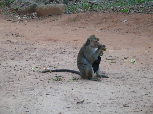 Monkeys of Angkor