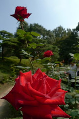 古河庭園 <Autumn Rose #2
