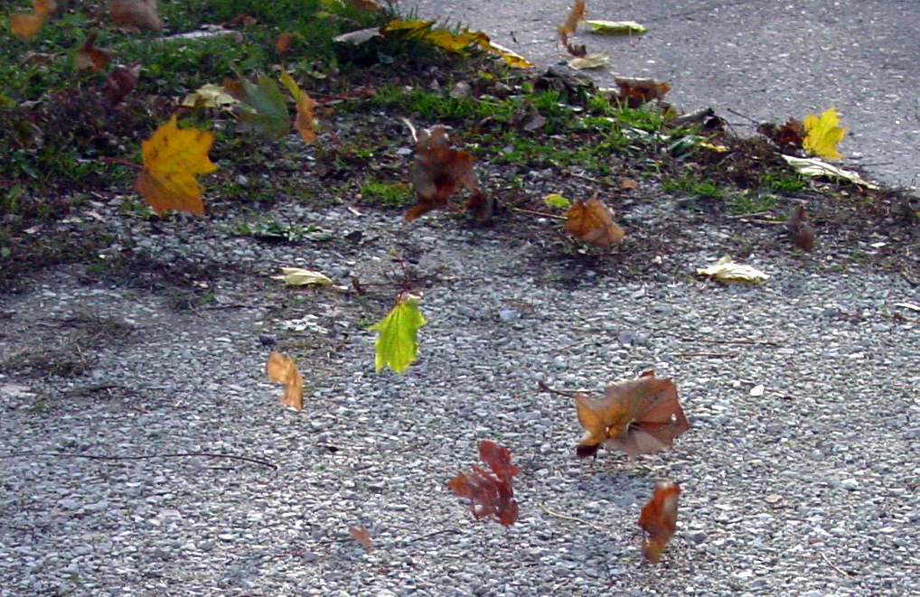 leaves-blowing
