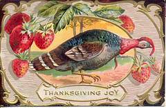 Vintage Thanksgiving postcard Turkey with strawberries