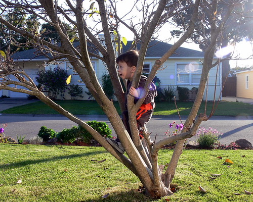 Climbing the front yard magnolia tree