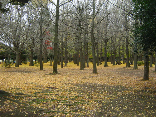 Golden leaves of ginko trees in Yoyogi Park