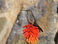 Giant Hummingbird - Patagona gigas peruviana