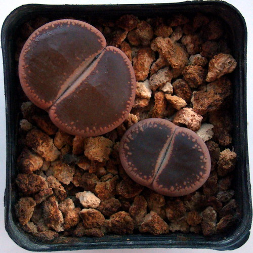 lithops8052 by love lithops