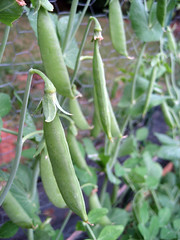 sugar snap peas ripening