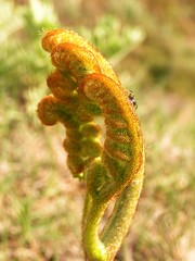 Golden fern with spider
