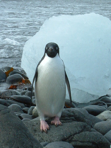 Pingüino Adelie, Isla de San Jorge