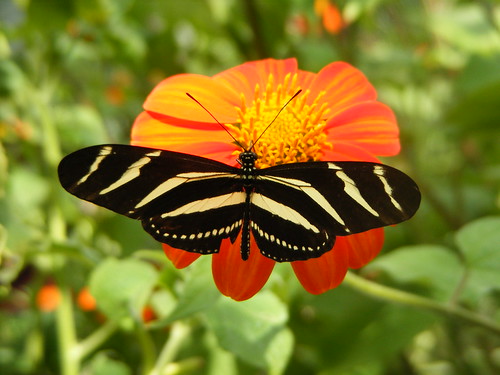Zebra Butterfly- Costa Rica