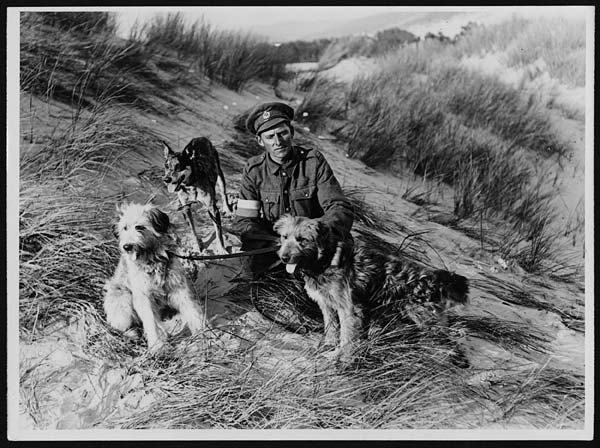 British messenger dogs with their handler, France, during World War I
