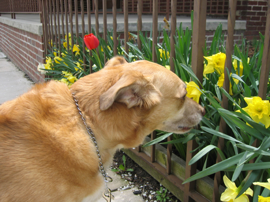 Una Sniffs Flowers (Click to enlarge)