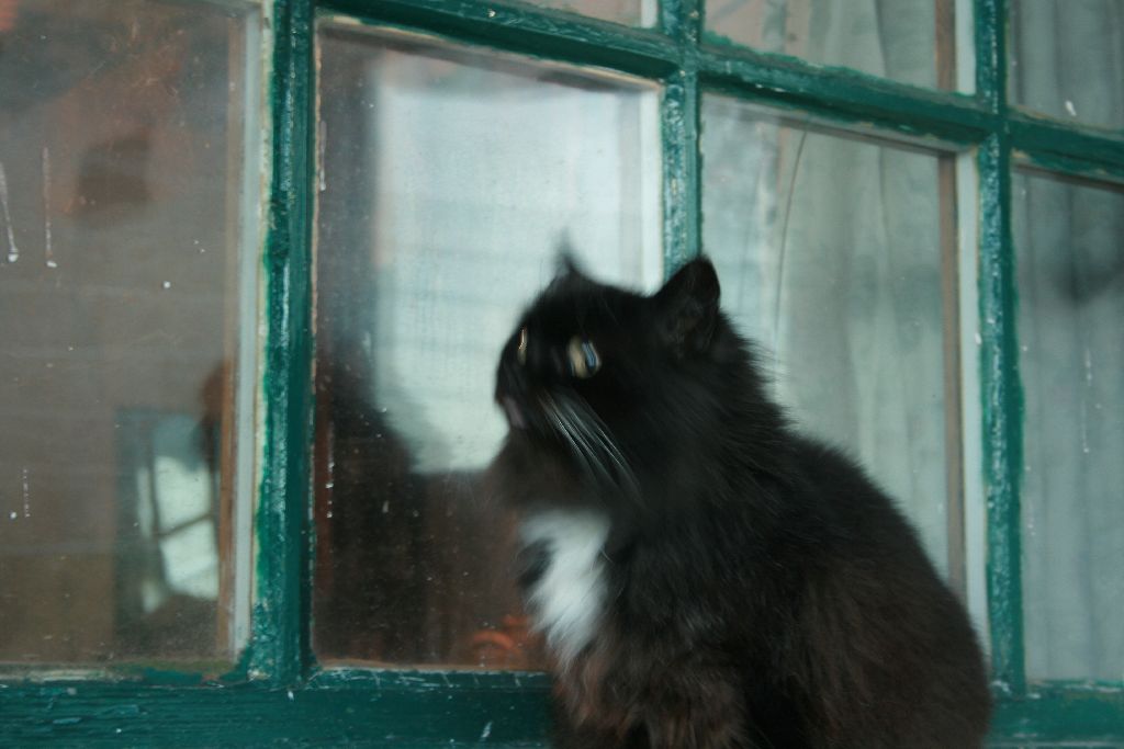 Cat on a Windowsill on a Chilly Day in Winter