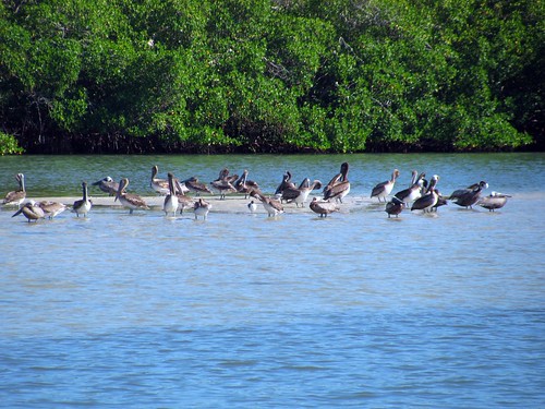 IMG_5696-Estero-Bay-brown-pelican-flock