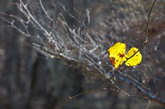 yellow-leaf-eno