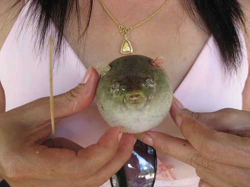 freshwater puffer fish. Jampa with freshwater Puffer