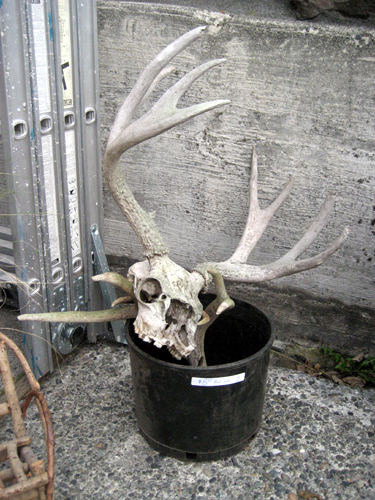 $8 Bucket of Antlers. The sale turned out to not feel like an estate sale at 