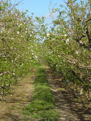 Elgin Apple Orchard