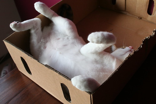 dead cat in a box from ten different angles
