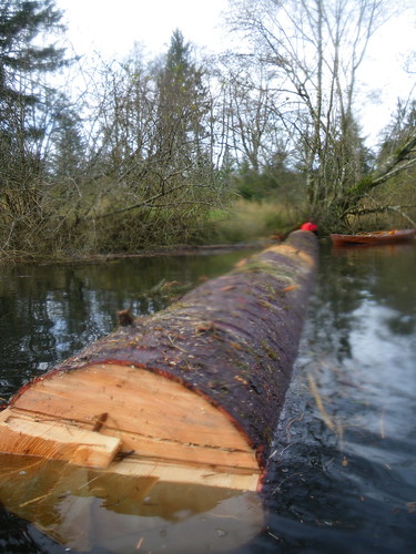 long spruce log