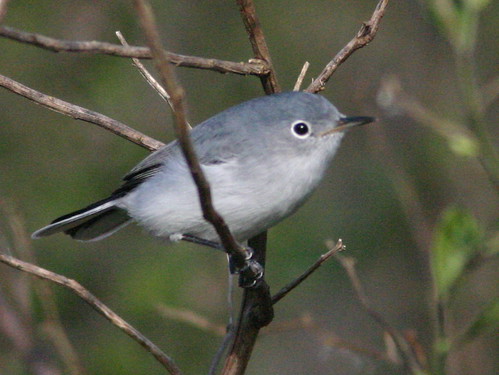 Blue-gray Gnatcatcher 20081226