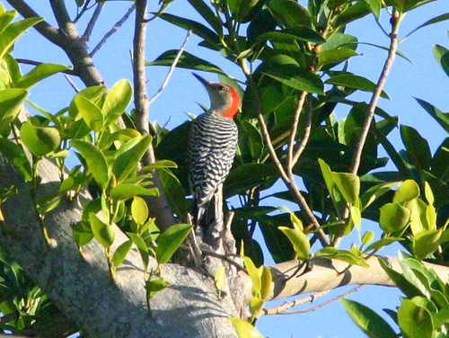 Red-bellied Woodpecker 20090103