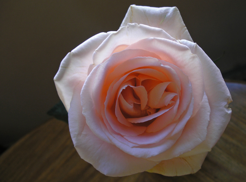 Study 2: Peach Rose