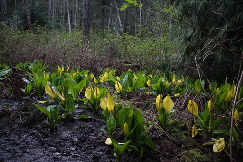 The come back of the skunk cabbage!