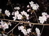 cherry blossoms_3