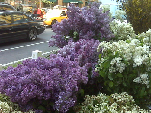 Lilac season at the Chelsea flower market