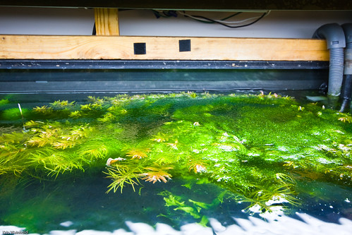 Algae on the surface