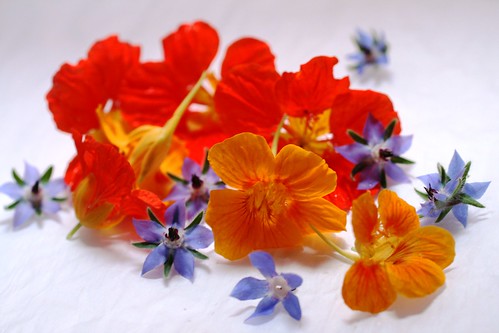 Nasturtiums and borage flowers