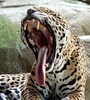 Stone Zoo - Jaguar