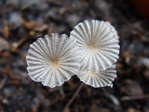 Kirsty Hall, photograph of 3 tiny translucent fungi