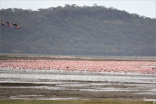 你拍攝的 47 Lake Nakuru - Flamingo。