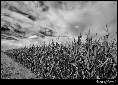 Acres of Corn I (Like it? No? - leave a comment)
