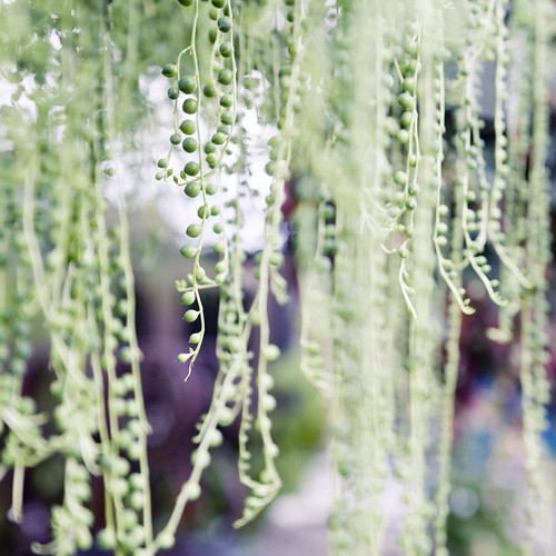 hanging beadplant in the hothouse