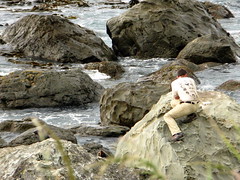 A man on the rocks taking photos of seals near Kaikoura, New Zealand