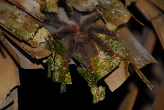 Tarantula resting in bedroom roof-slats.