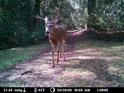 buck with horn falling off