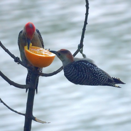 More Baby Woodpecker Feeding