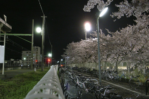 夜桜七景