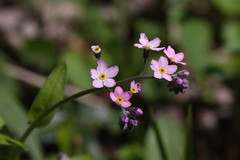 pink forget-me-not