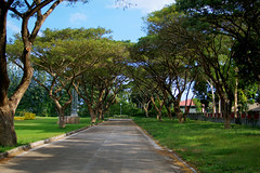 Acacia Trees