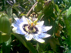 On our walk...Passionflower
