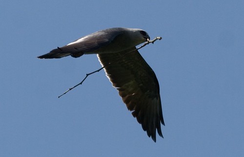 Kite with stick