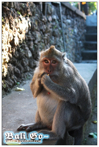 15-Uluwatu famous monkey