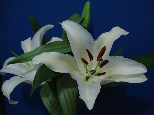 Lily - Lilia­ceae
