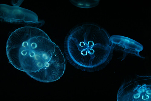 Медузы в лунном свете - Moon Jellyfish