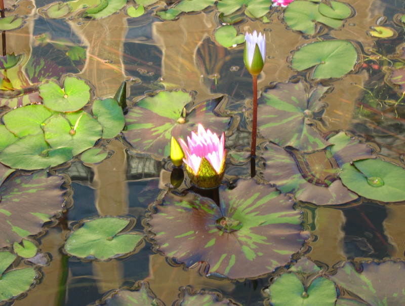 13-10-2008-a-waterlily-i-assume7