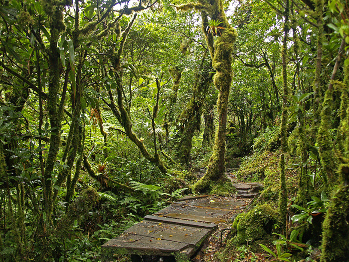 Reserva Biológica de Monteverde (Costa Rica)