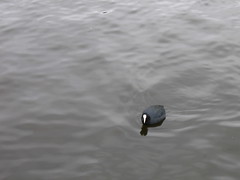 duck on the Amstel